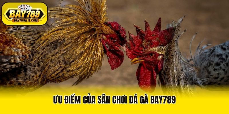 Ưu điểm của sân chơi đá gà Bay789